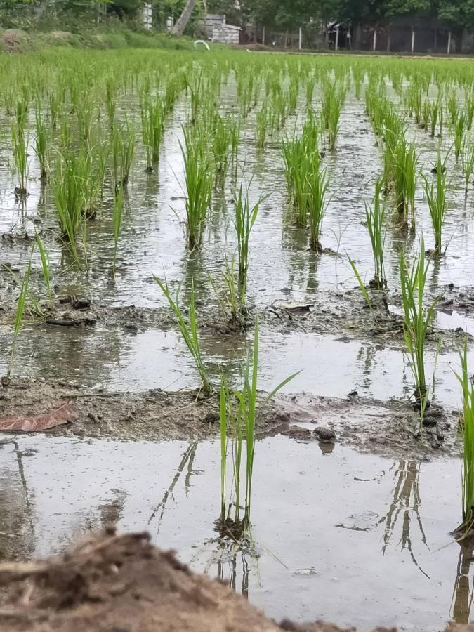 The Farm Crest, Ecr Kadallur Kūvattūr エクステリア 写真